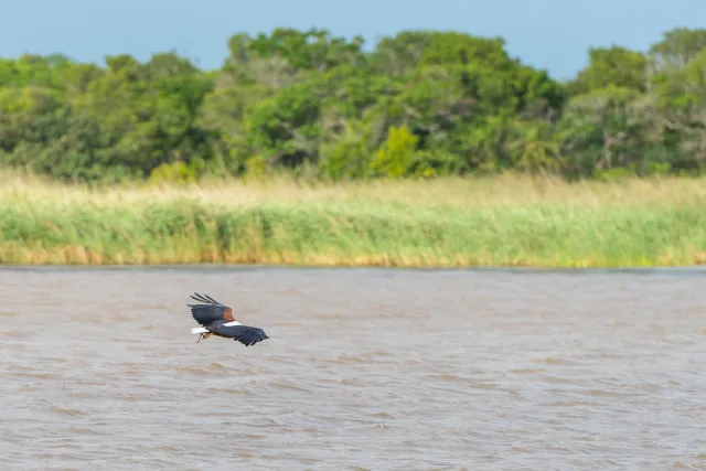 Schreiseeadler beim Fischfang