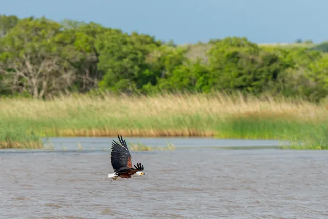 Fish eagle when fishing