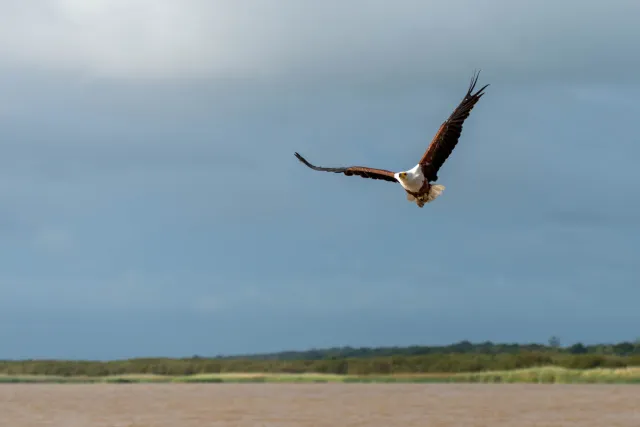 African fish eagle (Haliaeetus vocifer)