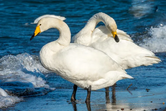 Whooper swans on Lake Kussharo in Hokkaido