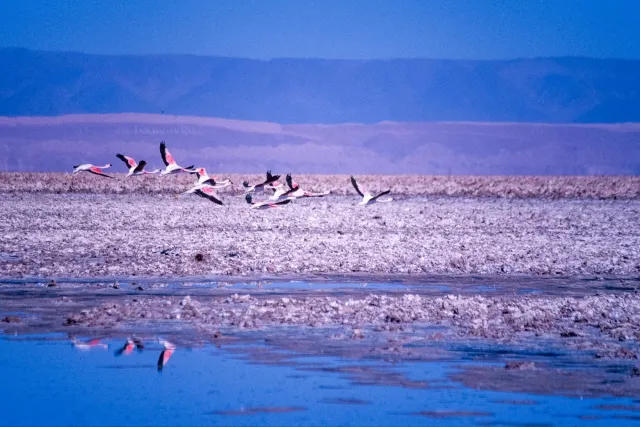 Andenflamingos im Salar de Atacama