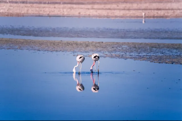 Andean flamingos in the Salar de Atacama