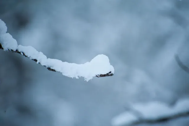 Snow in the woods