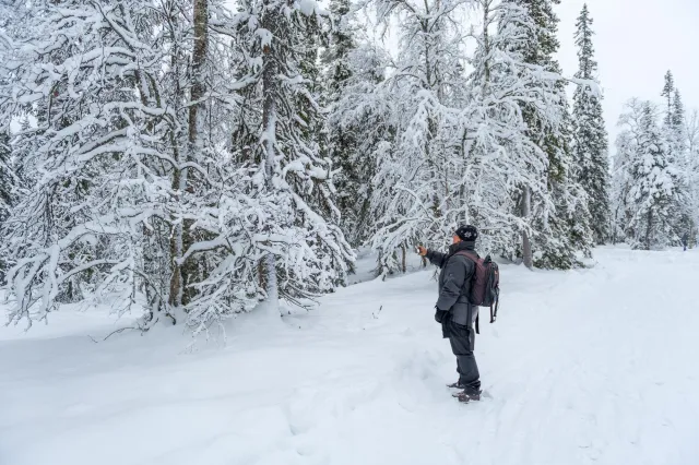 Snow in the woods