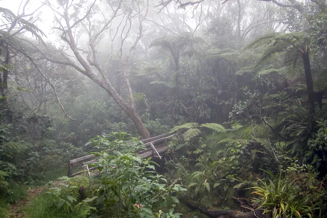 Tamarindenbäume, Riesenfarne und Zedern im Nebel des Forêt de Bébour