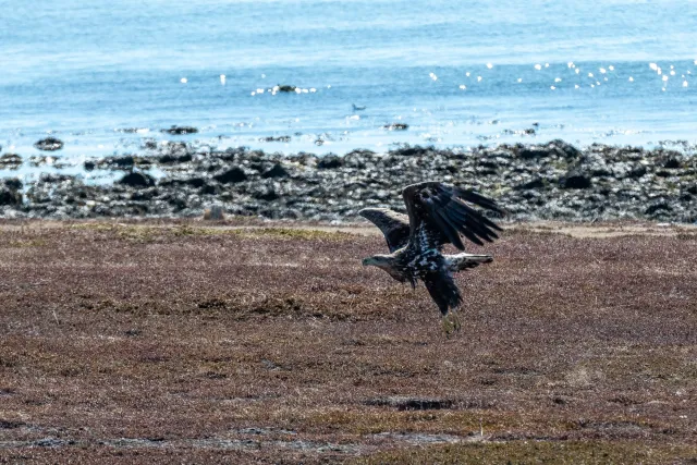 Sea eagles hunt on the road from Vadsø to Ekkerøy