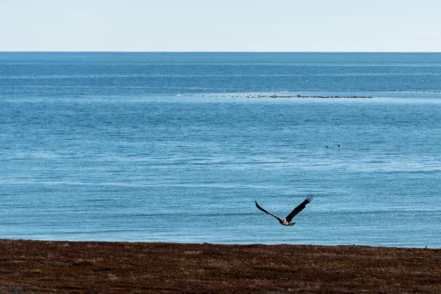 Sea eagles hunt on the road from Vadsø to Ekkerøy