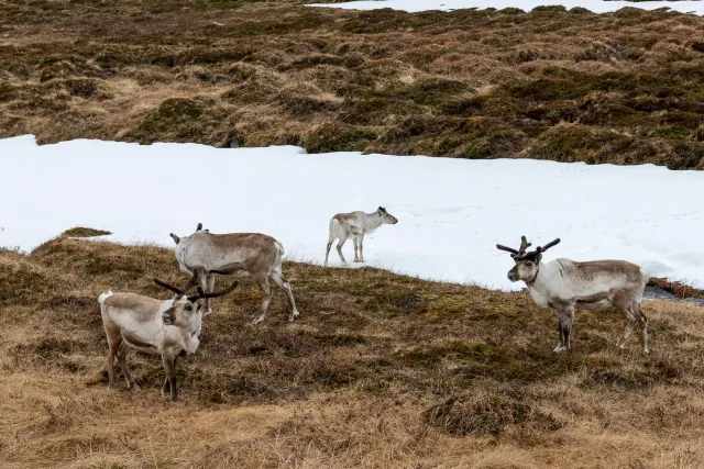 Arrive at base camp on the North Cape