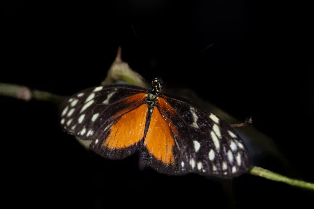 Goldener Passionsfalter (Heliconius hecale)