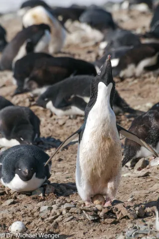 Adeliepinguine in der Antarktis