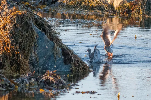 The Dance of the Redshanks