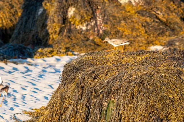 The Dance of the Redshanks