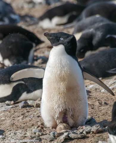 Adelie penguins in Antarctica