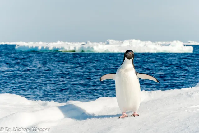 Adelie penguins in Antarctica