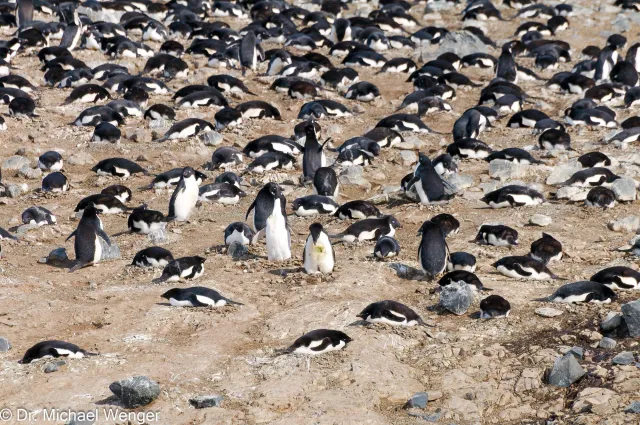 Adeliepinguine in der Antarktis