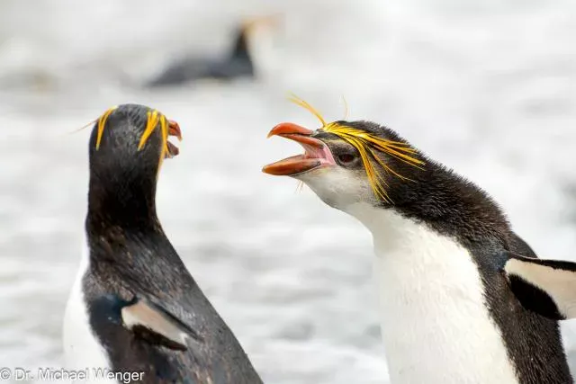 Haubenpinguine auf der Macquarie-Insel