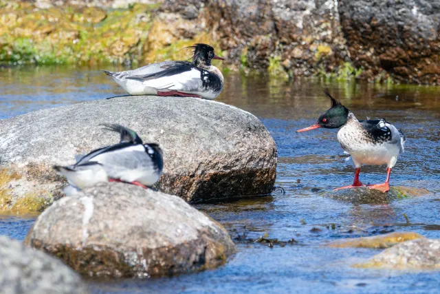 Mittelsäger (Mergus serrator) auf Bornholm