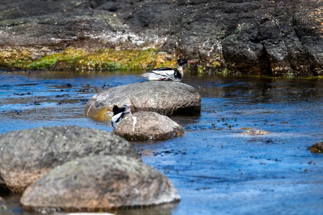 Mittelsäger (Mergus serrator) auf Bornholm