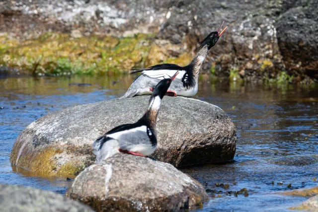 Red-breasted merganser (Mergus serrator) on Bornholm