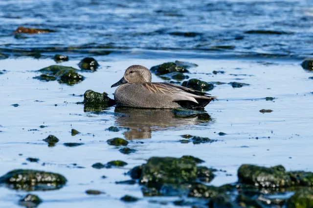 Gadwall ducks on the Baltic coast of Bornholm