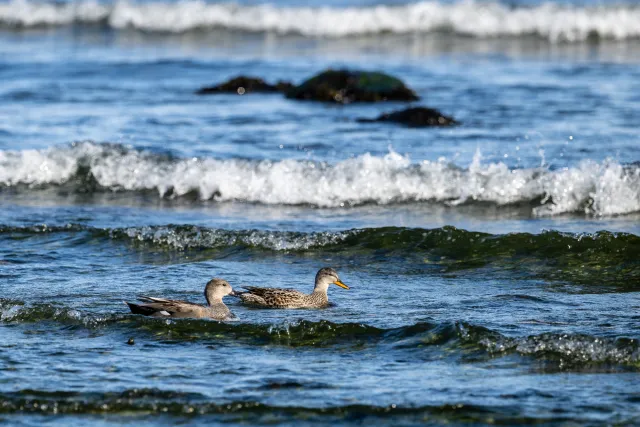 Schnatterenten an der Ostseeküste von Bornholm