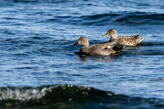 Gadwall ducks on the Baltic coast of Bornholm