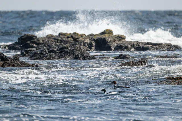 Gänsesäger (Mergus merganser) an der Ostseeküste von Bornholm