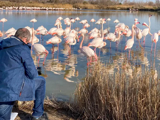 Eye to eye with the flamingos