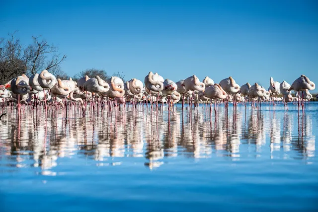 Eye to eye with the flamingos