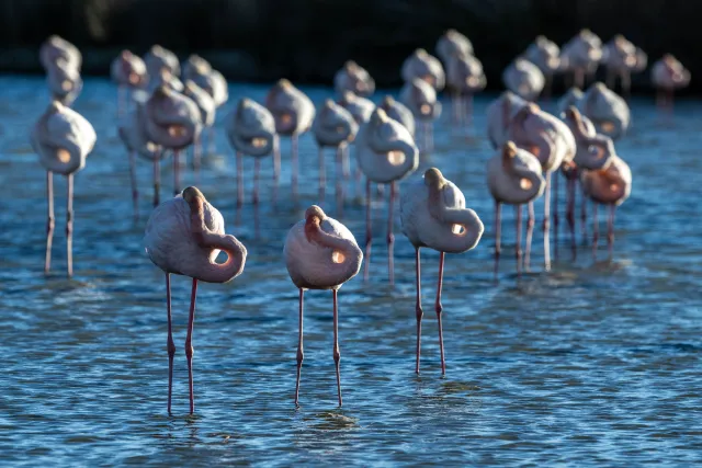 Greater flamingos in alien mode