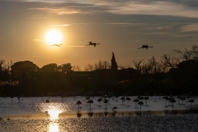 Fliegende Rosaflamingos beim Sonnenuntergang