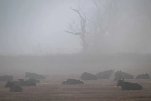 Resting bulls in the Camargue