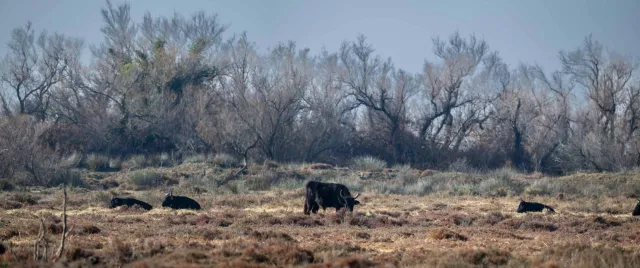 Ruhende Stiere in der Camargue