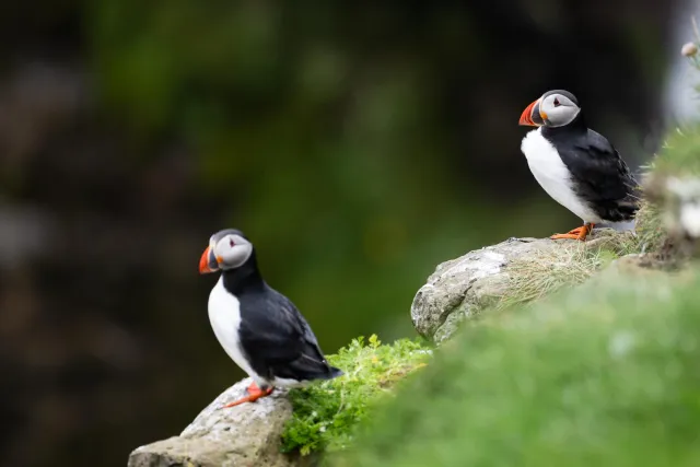 Puffins at Mulafossur waterfall on Vágar