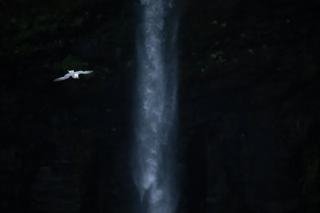 Fulmars at Mulafossur waterfall on Vágar